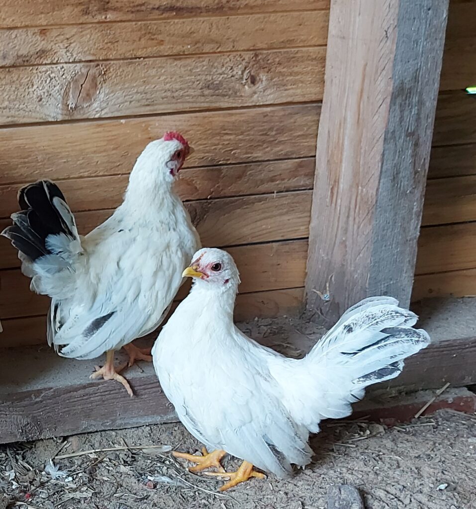 nuoret kana ja kukko