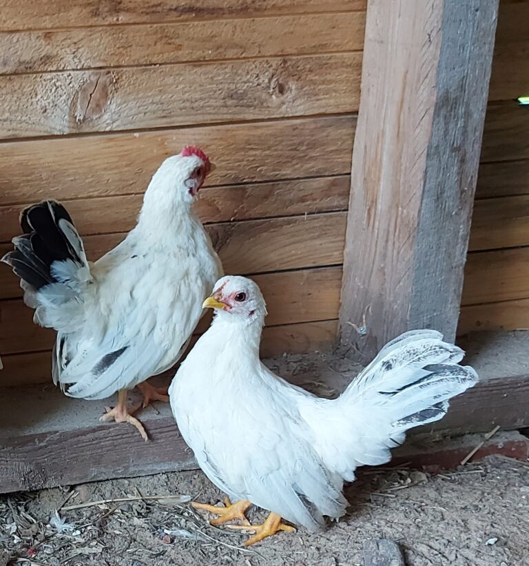 nuoret kana ja kukko